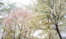 杭州樱花爆料最新消息,最新赏花攻略及热门景点盘点